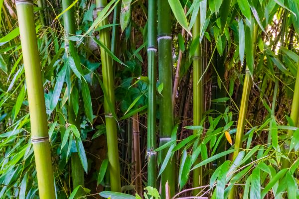 Cost of Bamboo Trimming in Meridian