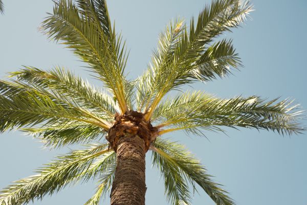 Cost of Palm Tree Pruning in Meridian