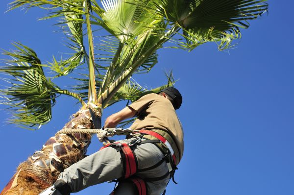 Cost of Palm Tree Trimming in Meridian