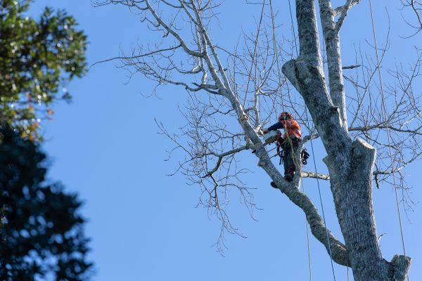 Cost of Tree Topping Service in Meridian