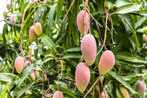 Cost of Mango Tree Trimming in Meridian