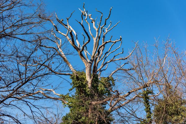 Cost of Deadwood Removal in Meridian