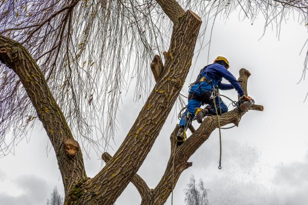 Cost of Tree Maintenance Service in Meridian