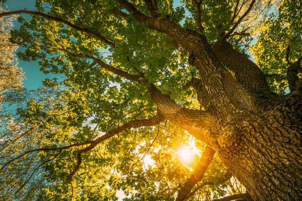 Cost of Oak Tree Pruning in Meridian
