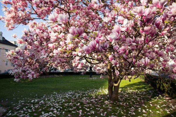 Cost of Magnolia Tree Pruning in Meridian