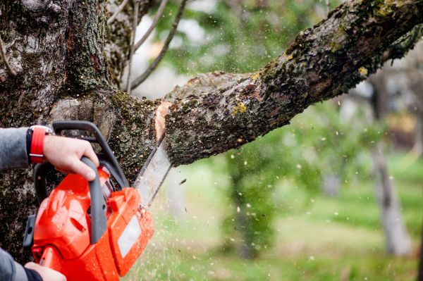 Cost of Tree Limbs Removal in Meridian