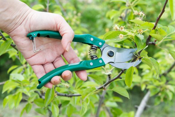 Cost of Pear Tree Pruning in Meridian