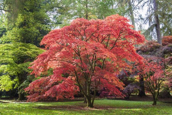Cost of Japanese Maple Pruning in Meridian