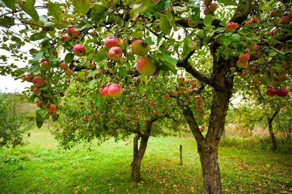 Cost of Apple Tree Pruning in Meridian