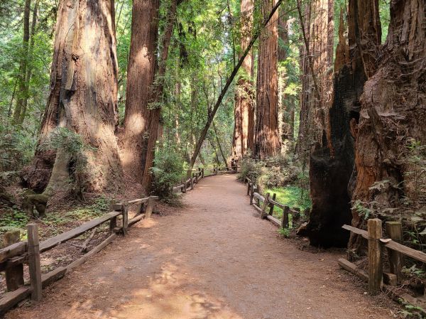Cost of Redwood Tree Pruning in Meridian