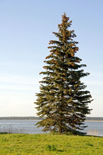 Cost of Spruce Tree Pruning in Meridian