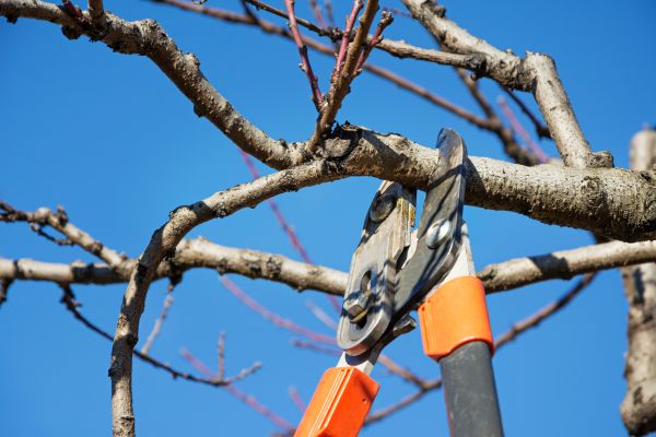 Cost of Peach Tree Trimming in Meridian