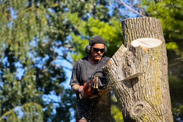 Cost of Ash Tree Pruning in Meridian