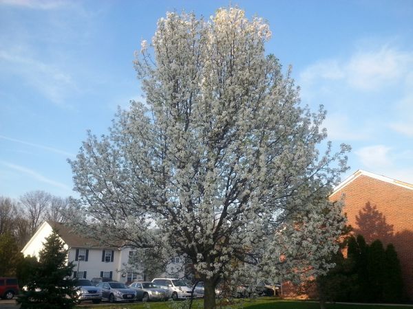 Cost of Bradford Pear Tree Pruning in Meridian