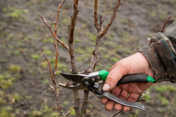 Cost of Pear Trees Pruning in Meridian
