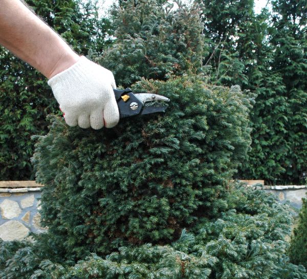 Cost of Ornamental Tree Trimming in Meridian