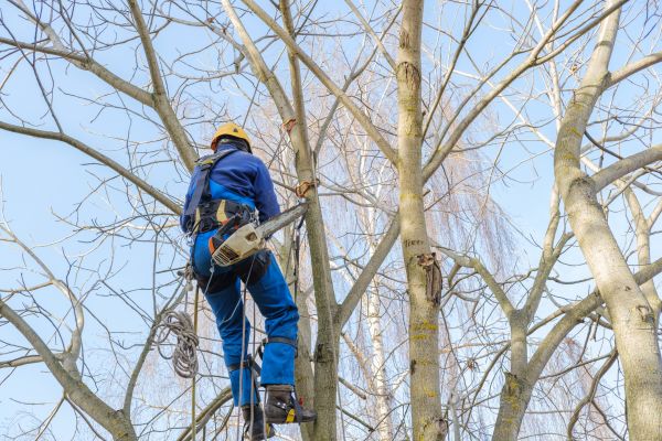 Cost of Large Tree Trimming in Meridian