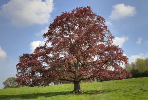 Cost of Beech Tree Pruning in Meridian
