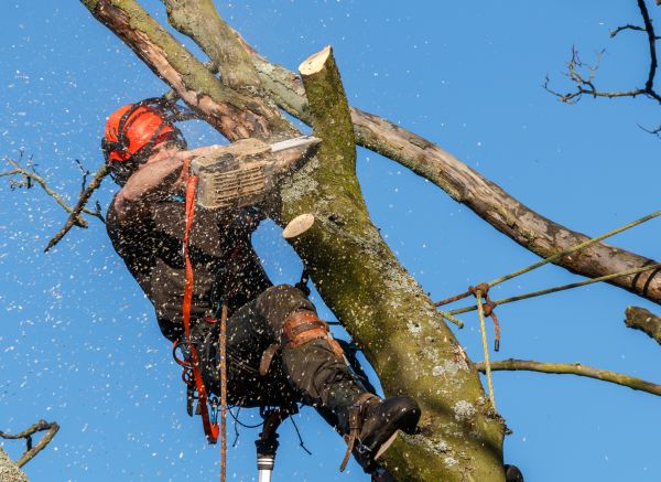 Cost of Tree Trimming Service in Meridian
