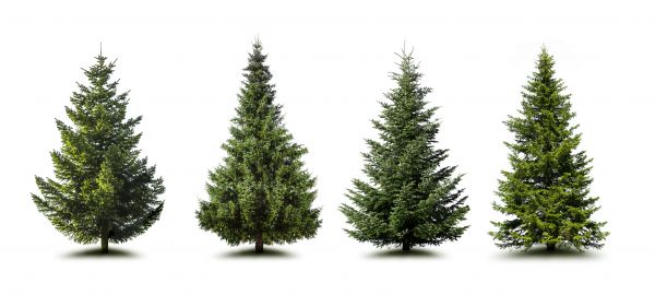 Cost of Pine Tree Trimming in Meridian