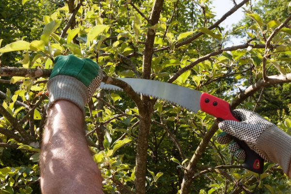 Cost of Apple Tree Trimming in Meridian