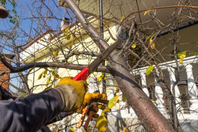 Emergency Tree Care