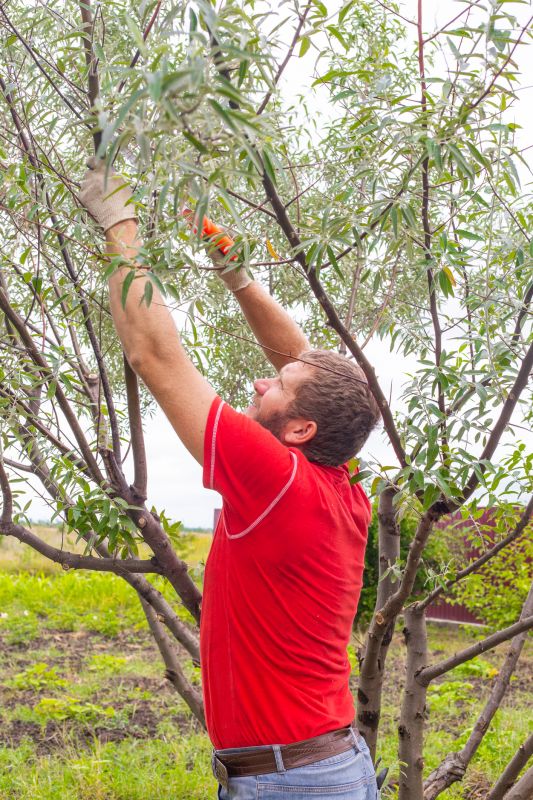 Tree Trimming in Spring
