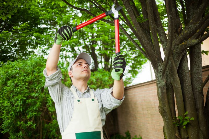 Fall Tree Care