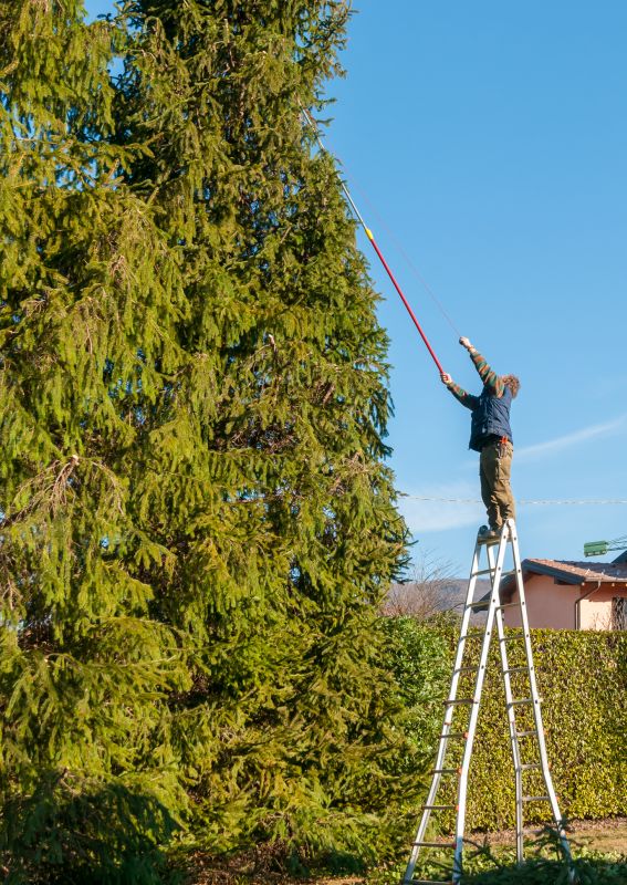 Spring Tree Trimming