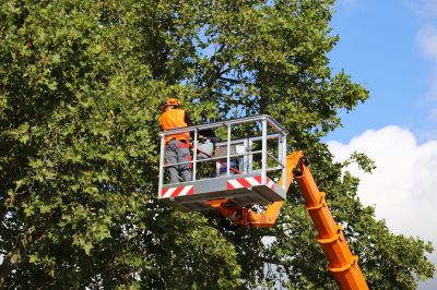 Local Tree Services